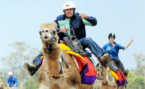 Camels aren’t made for speed but the ships of the desert will be hitting the Gympie Showgrounds Racecourse today for Melbourne Cup Day celebrations. Camels aren’t made for speed but the ships of the desert will be hitting the Gympie Showgrounds Racecourse today for Melbourne Cup Day celebrations.